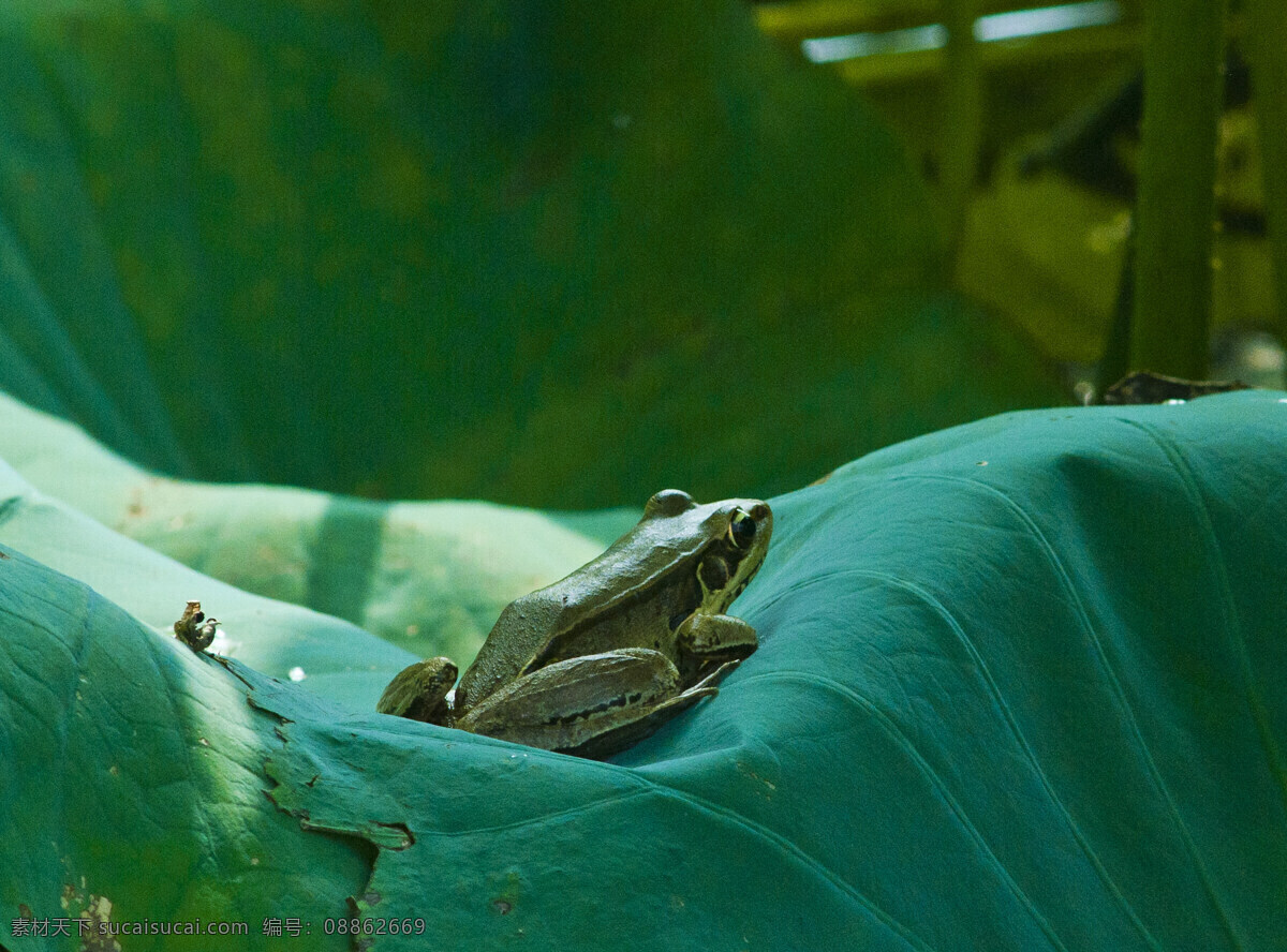 青蛙 荷叶 上 梢渡 生物世界