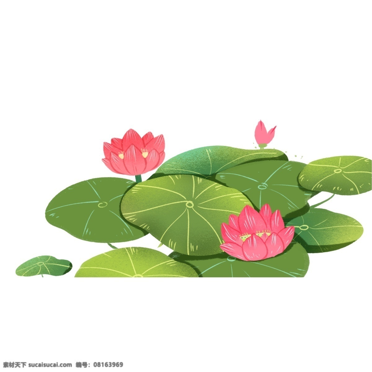 清新 手绘 荷花 装饰 元素 装饰元素 植物 荷叶 花苞 花朵