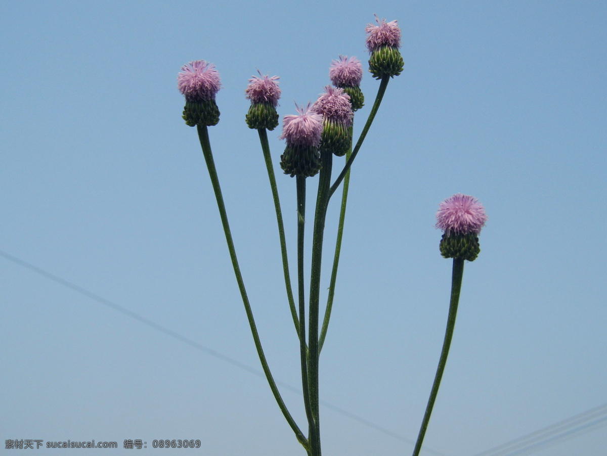 蒲公英 花苞 户外 花草 生物世界 蒲公英的花苞 植物拍摄 春天季节 郊区 psd源文件