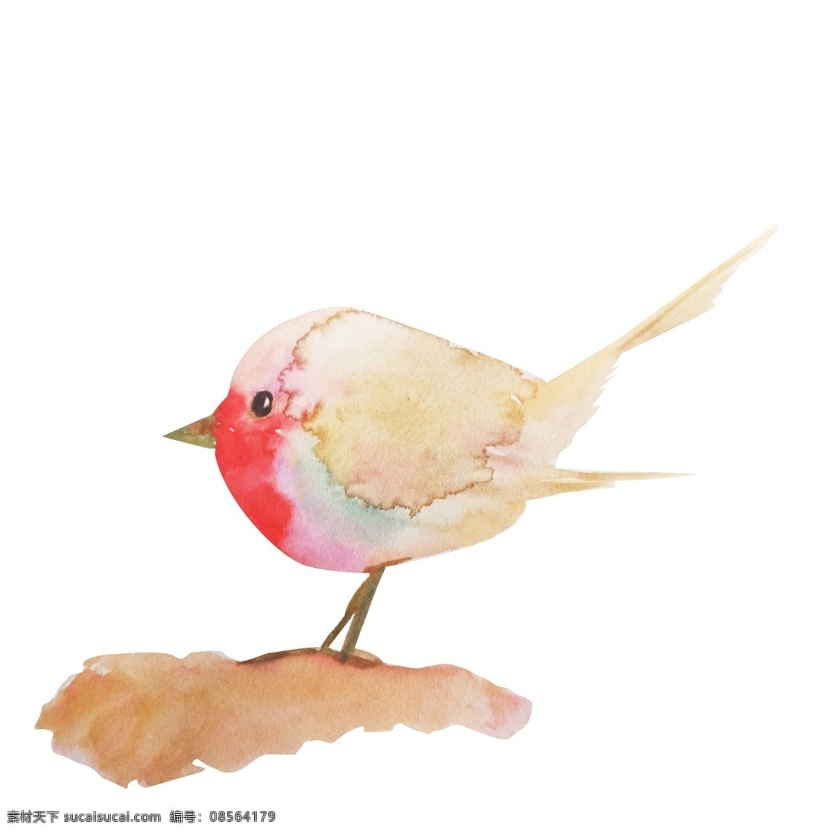 白色 小鸟 手绘 插画 手绘小鸟 卡通小鸟 白色的羽毛 漂亮的小鸟 白色的小鸟 家禽小鸟