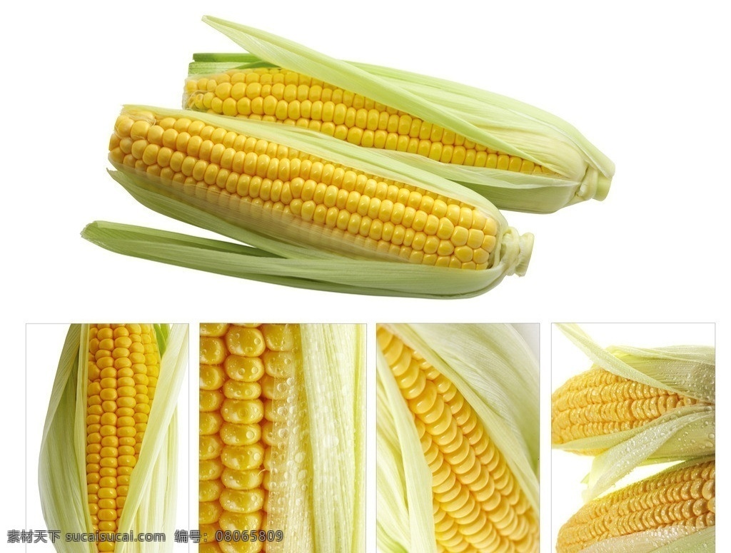 玉米 新鲜玉米 黄玉米 杂交玉米 玉米棒 玉米粒 菜篮子 绿色生活 绿色餐饮 健康生活 健康饮食 蔬菜 生物世界
