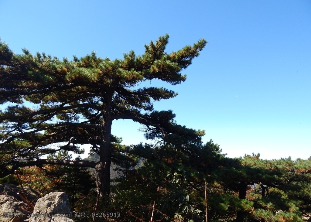 黄山风光 黄山旅游 黄山美景 黄山云海 旅游 云海 松树 高山 风景名胜 自然景观 安徽黄山 黄山秋色 黄山 安徽旅游景点 黄山景色 黄山山峰 山峰