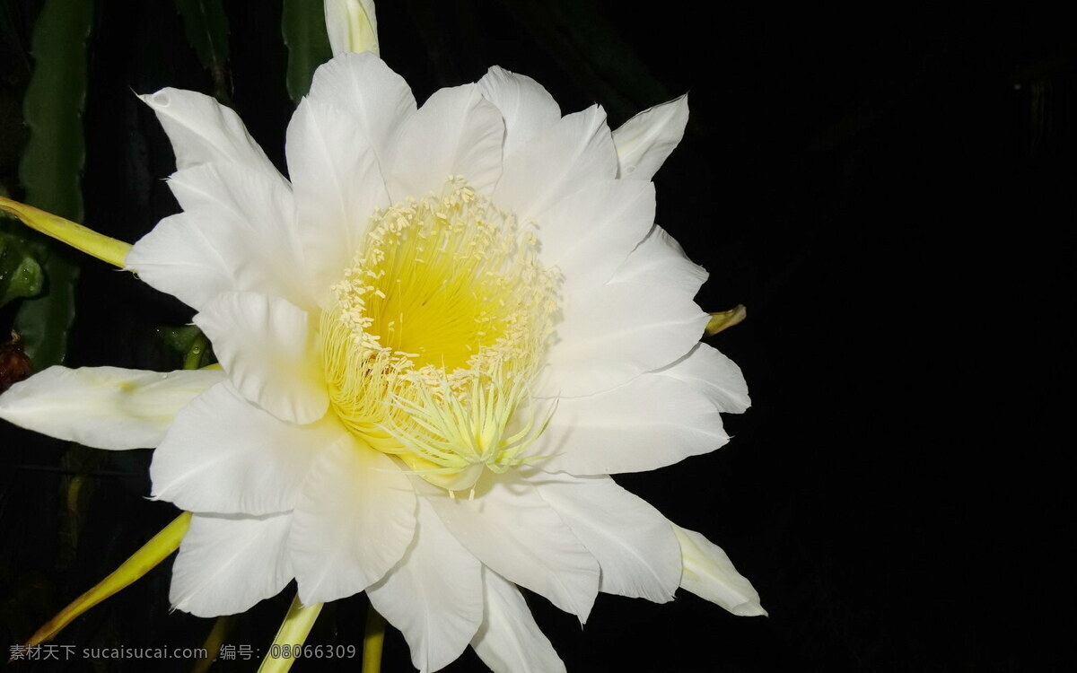 唯美 白色 火龙果 花 鲜花 花朵 花卉 花草