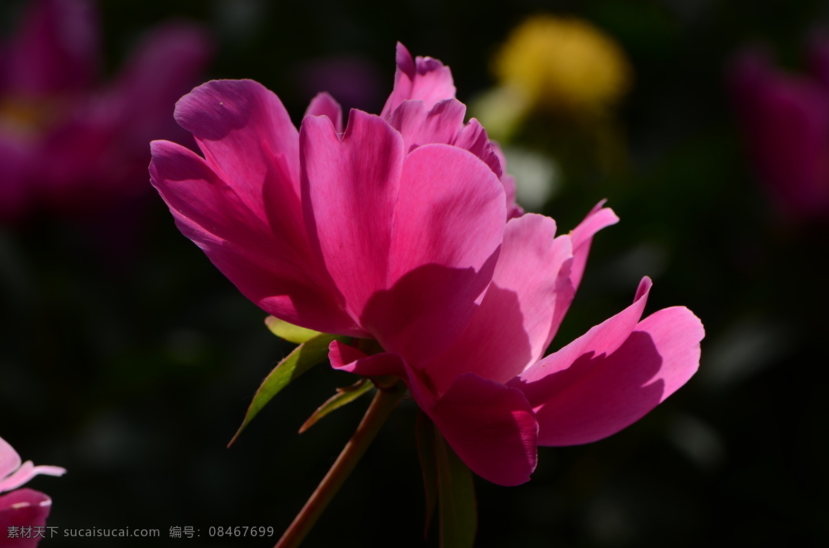 粉色 白色 芍药花