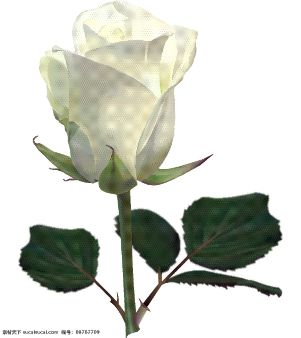 玫瑰花 百合花