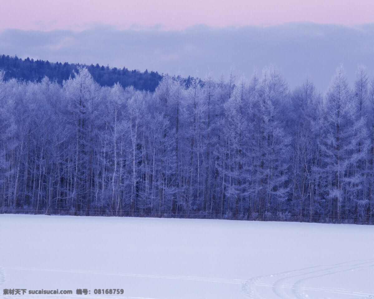 大学 覆盖 森林 白雪皑皑 雪景 雪松 白雪风光 森林大雪 风景 生活 旅游餐饮