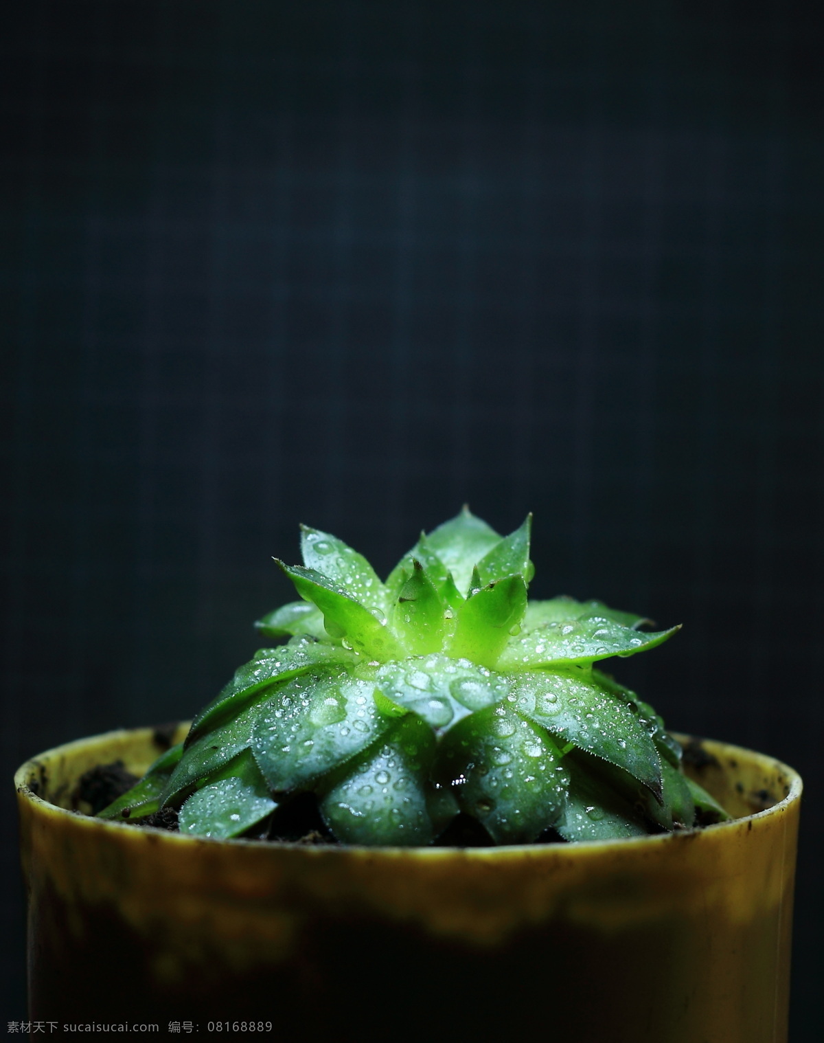 观音 草 春天 花草 生物世界 微距 小草 植物 观音草