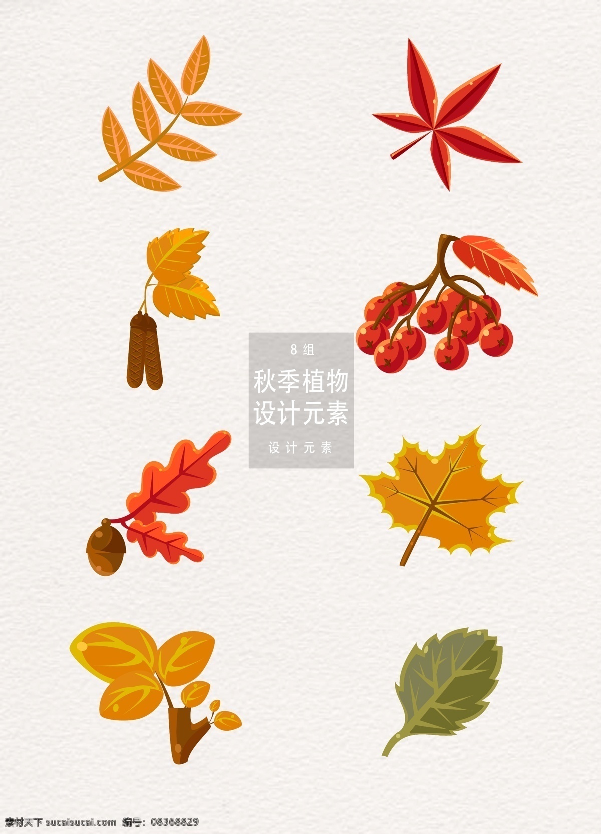 秋季 植物 叶子 元素 树叶 枫叶 落叶 秋季叶子 植物叶子 设计元素