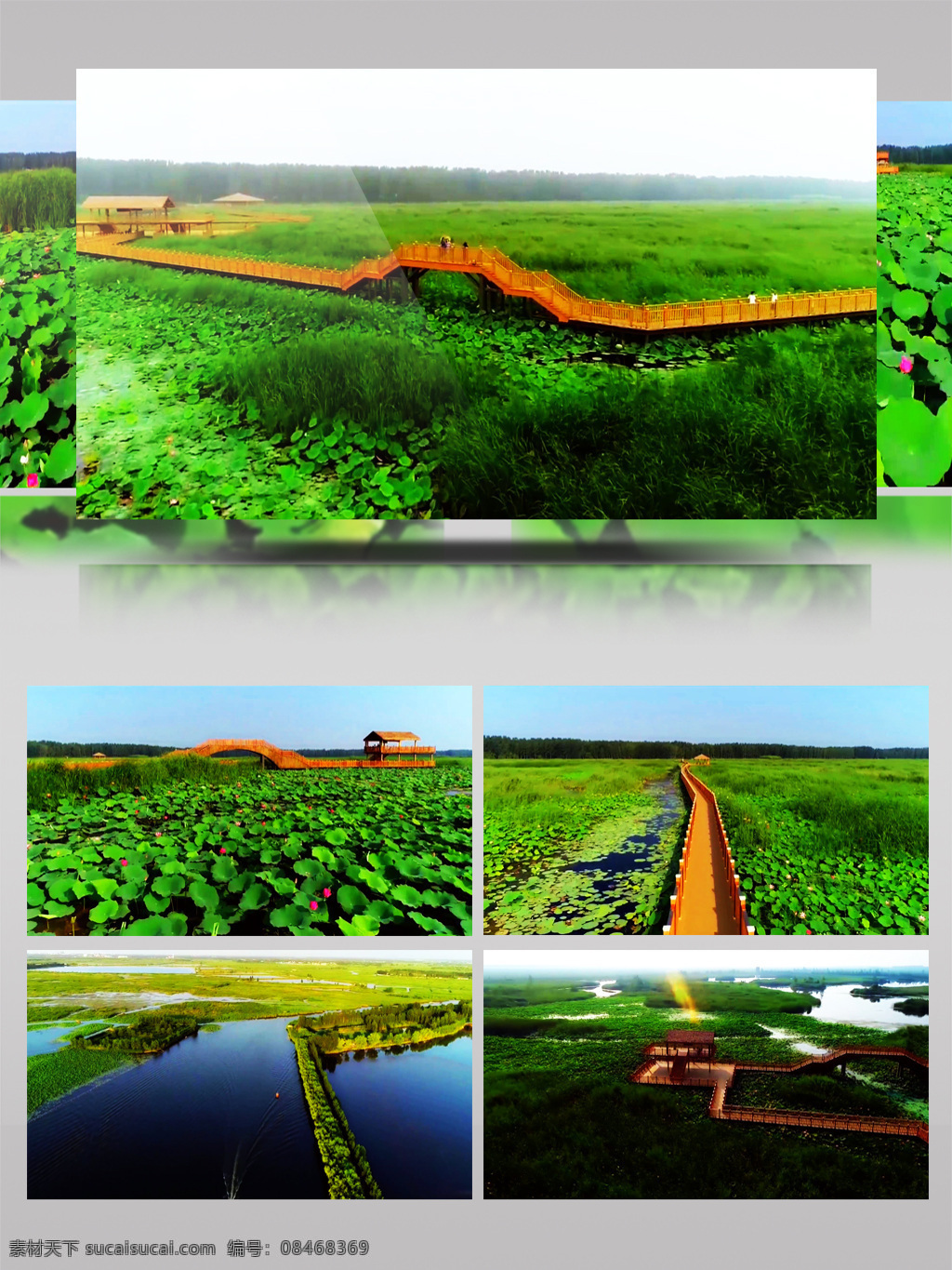 美丽 白洋淀 绿色 长廊 荷花 风景 旅游 春天 荷塘 人文 景观 超清 视频