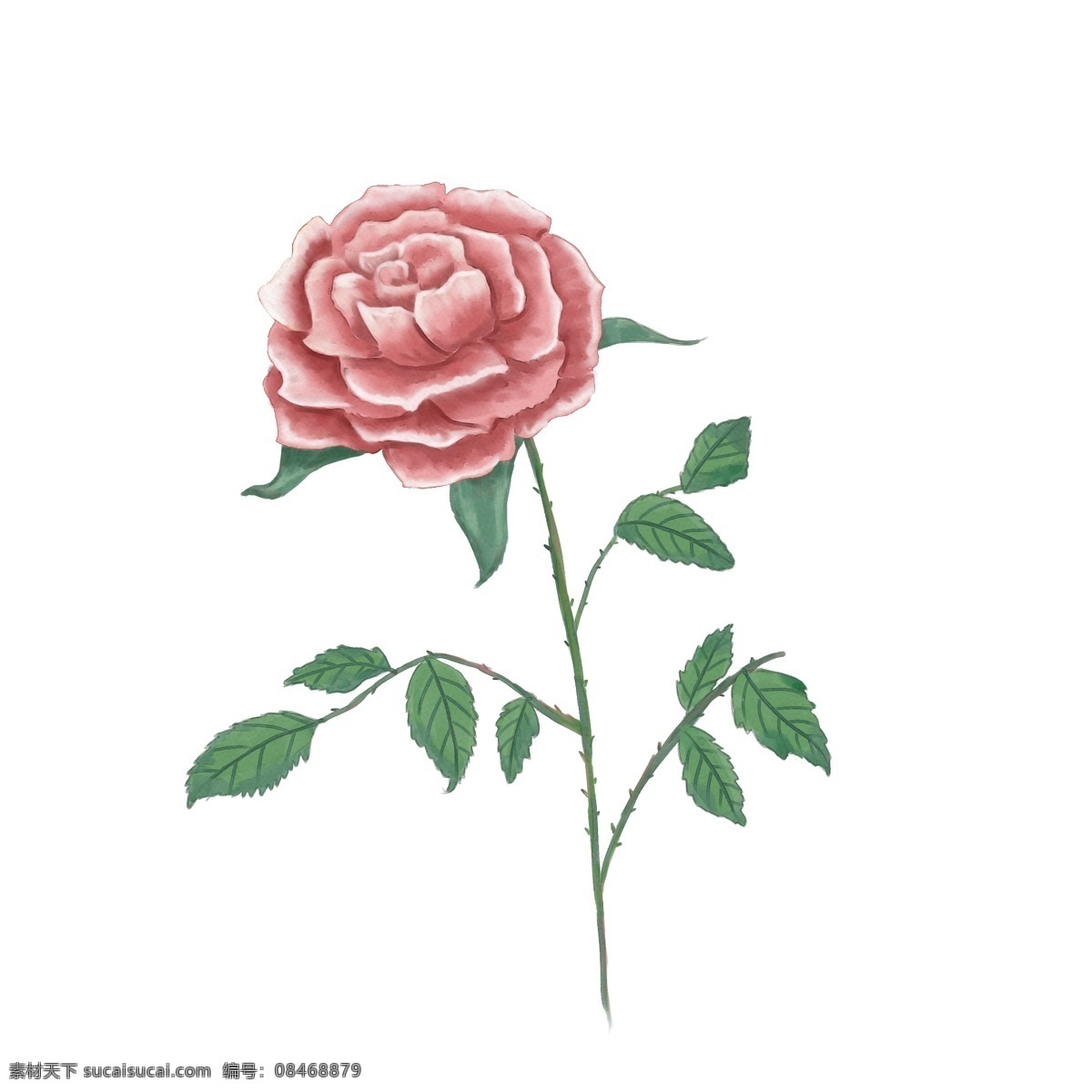 水彩 红色 玫瑰花 水粉 植物 商用 手绘 板绘 装饰 春天 花 情人节 表白