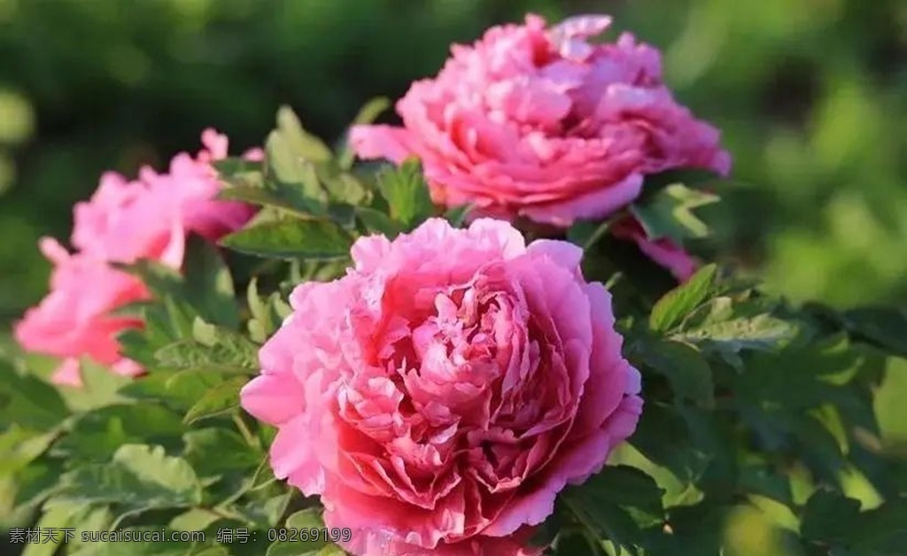 牡丹花 牡丹花海 牡丹 夏天 花束 花 春天 自然 植物 花园 浪漫 花卉 装饰 国花 富贵花 自然景观 自然风景