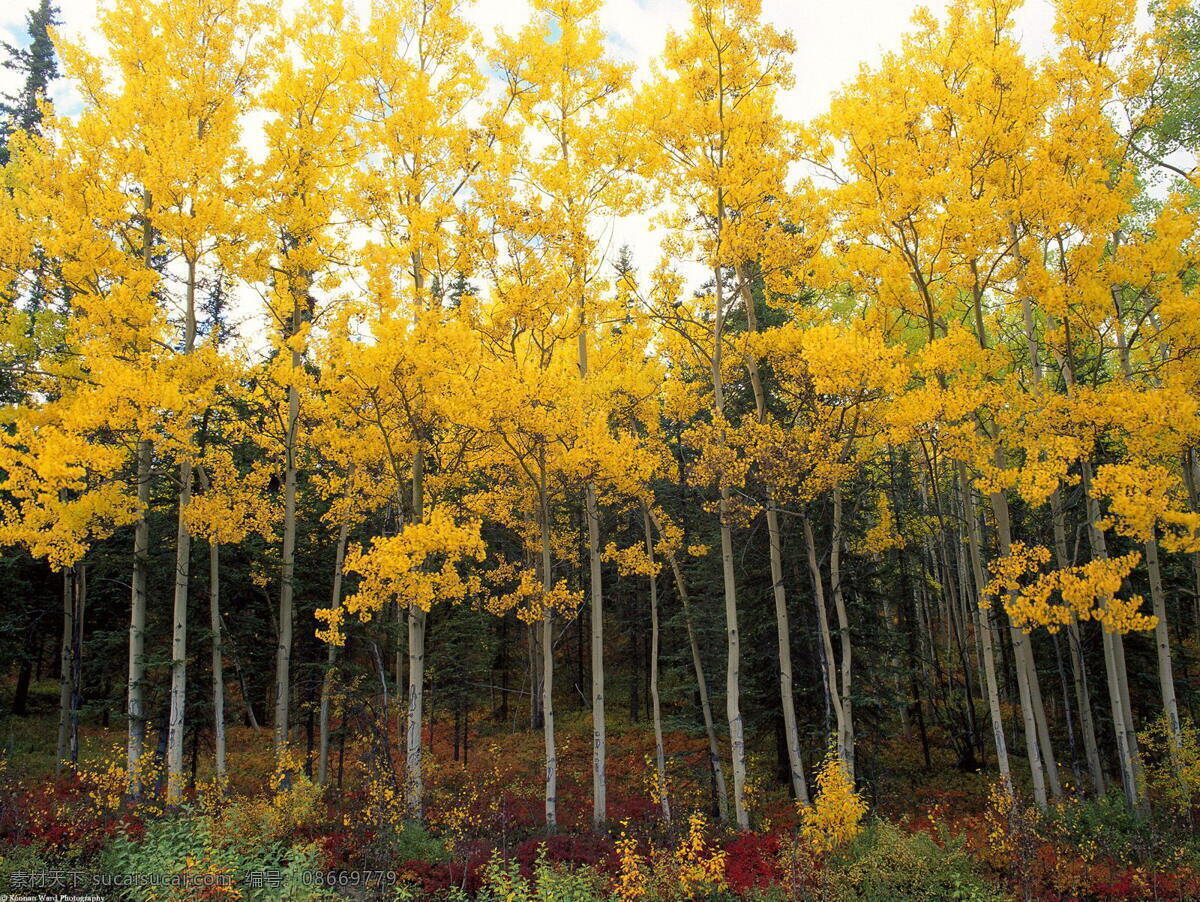 秋 黄 秋景 黄色的秋天 能当壁纸 也能当素材 家居装饰素材 壁纸墙画壁纸
