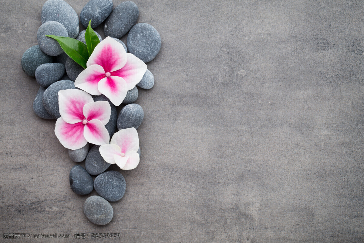 石头上的兰花 水疗 花 兰花 石头 禅宗 生活百科 生活素材