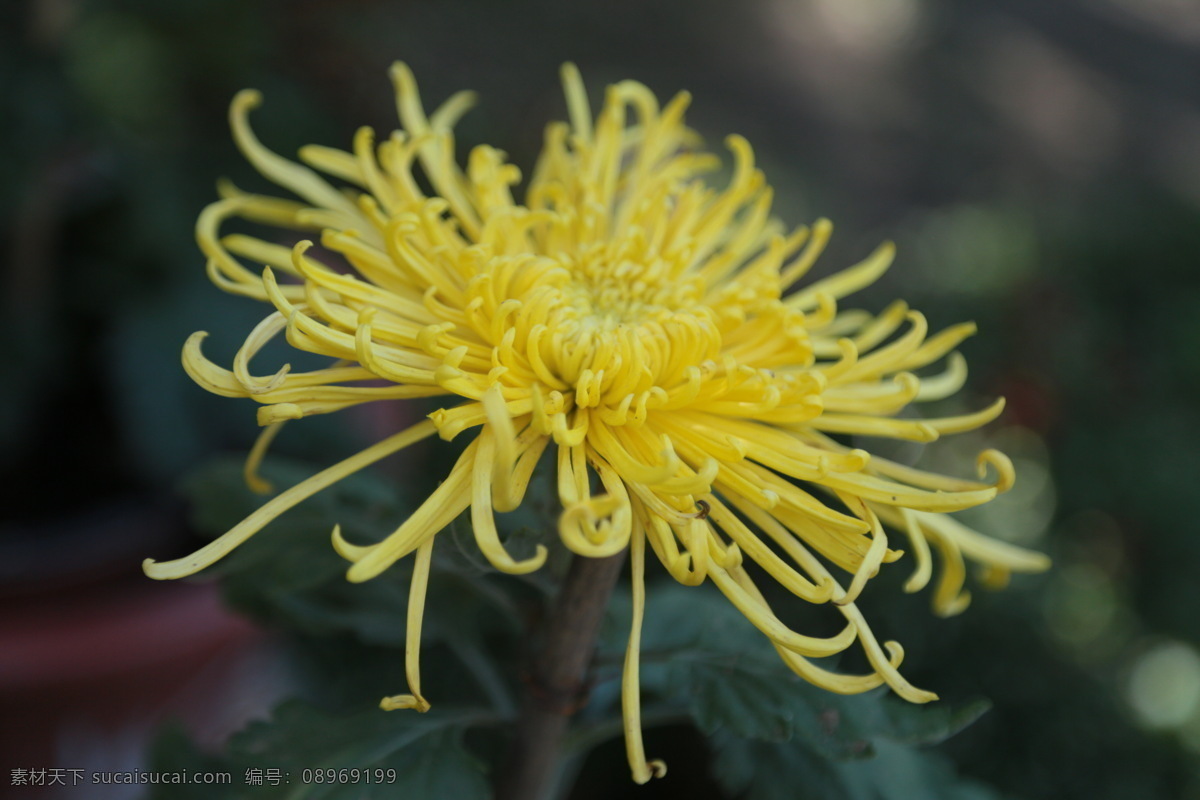 菊花 秋菊 园艺 花卉素材 寿客 金英 黄华 陶菊 花卉 花儿 花草 花朵 花瓣 花蕊 菊菊花 生物世界