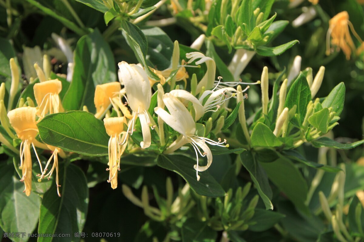 金银花 野花 中草药 草药 花叶 花朵 花瓣 花丝 花草植物树木 生物世界 花草