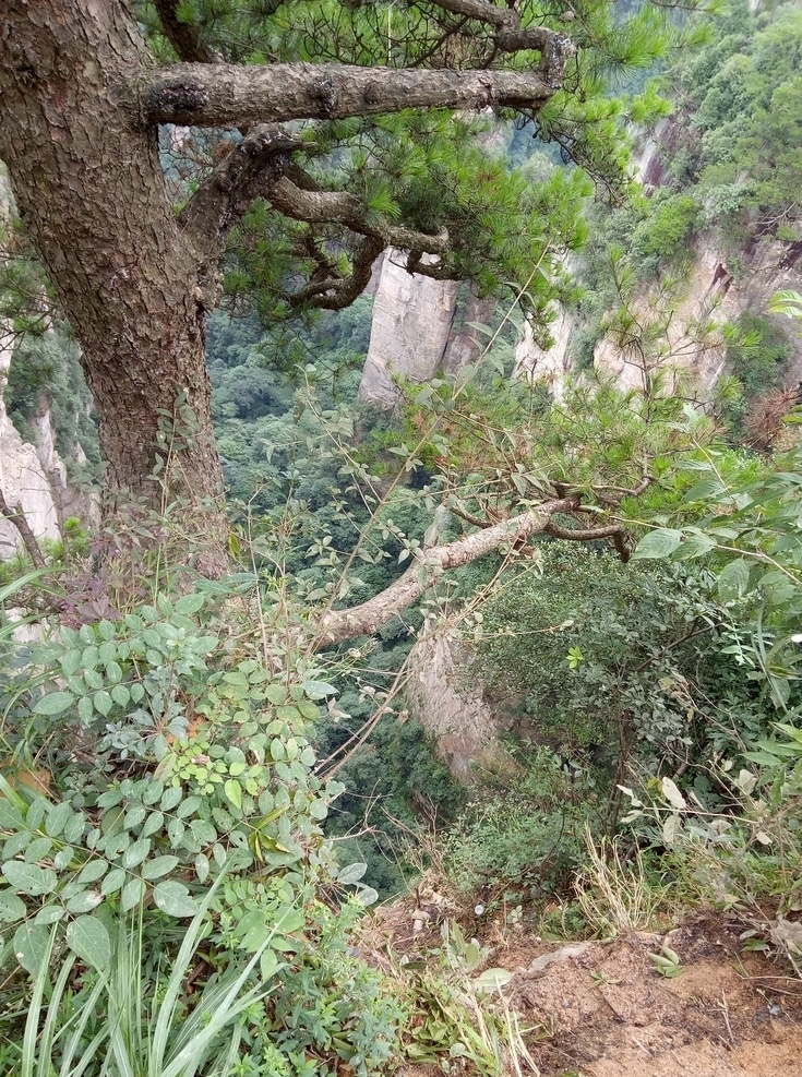 山崖 张家界 树木 森林 峭壁 自然景观 自然风景