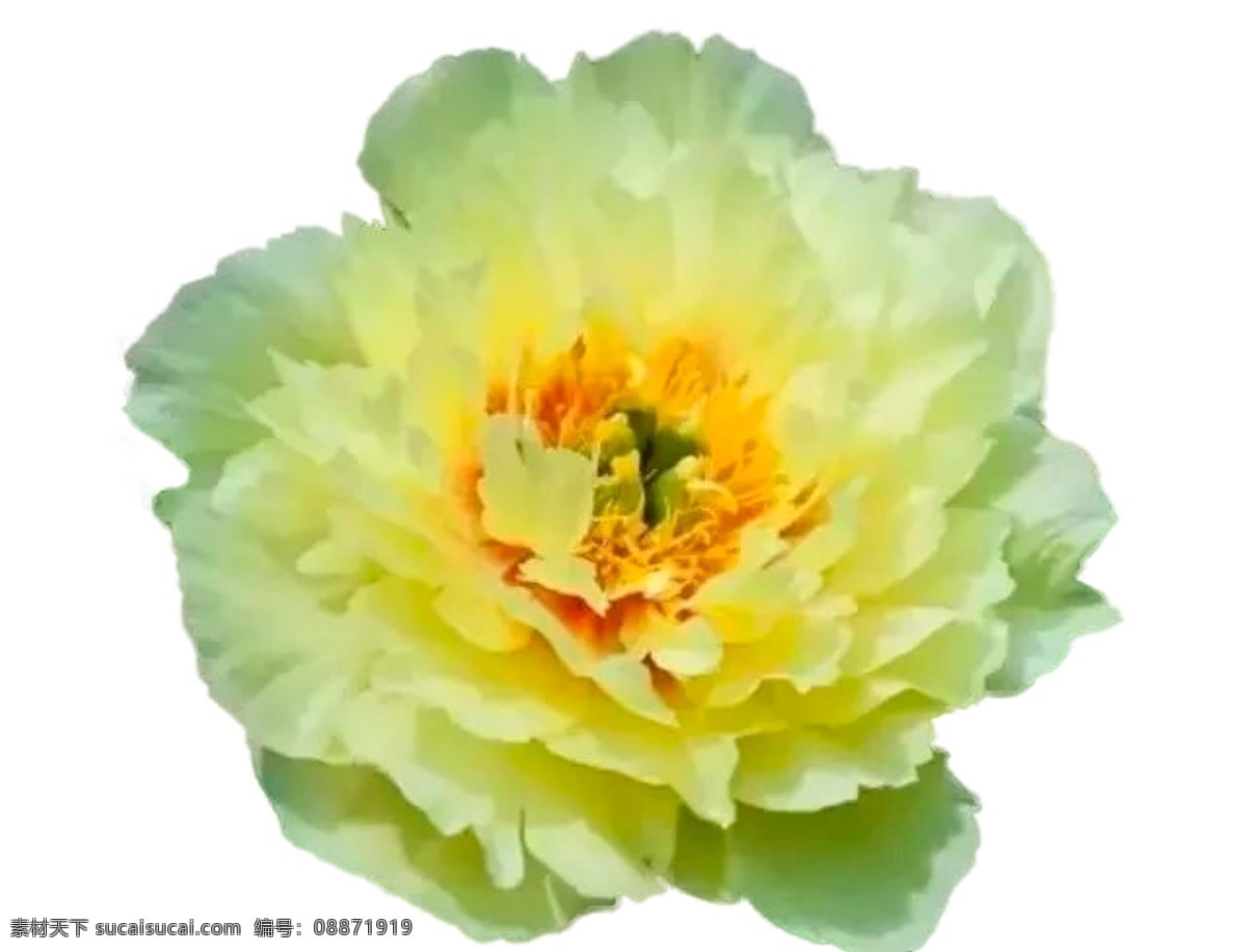 瑶黄牡丹 花 牡丹 黄
