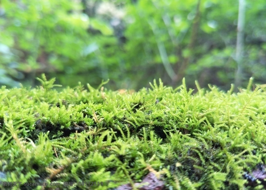 青苔 绿色 苔藓 植物 绿植 自然景观 自然风景