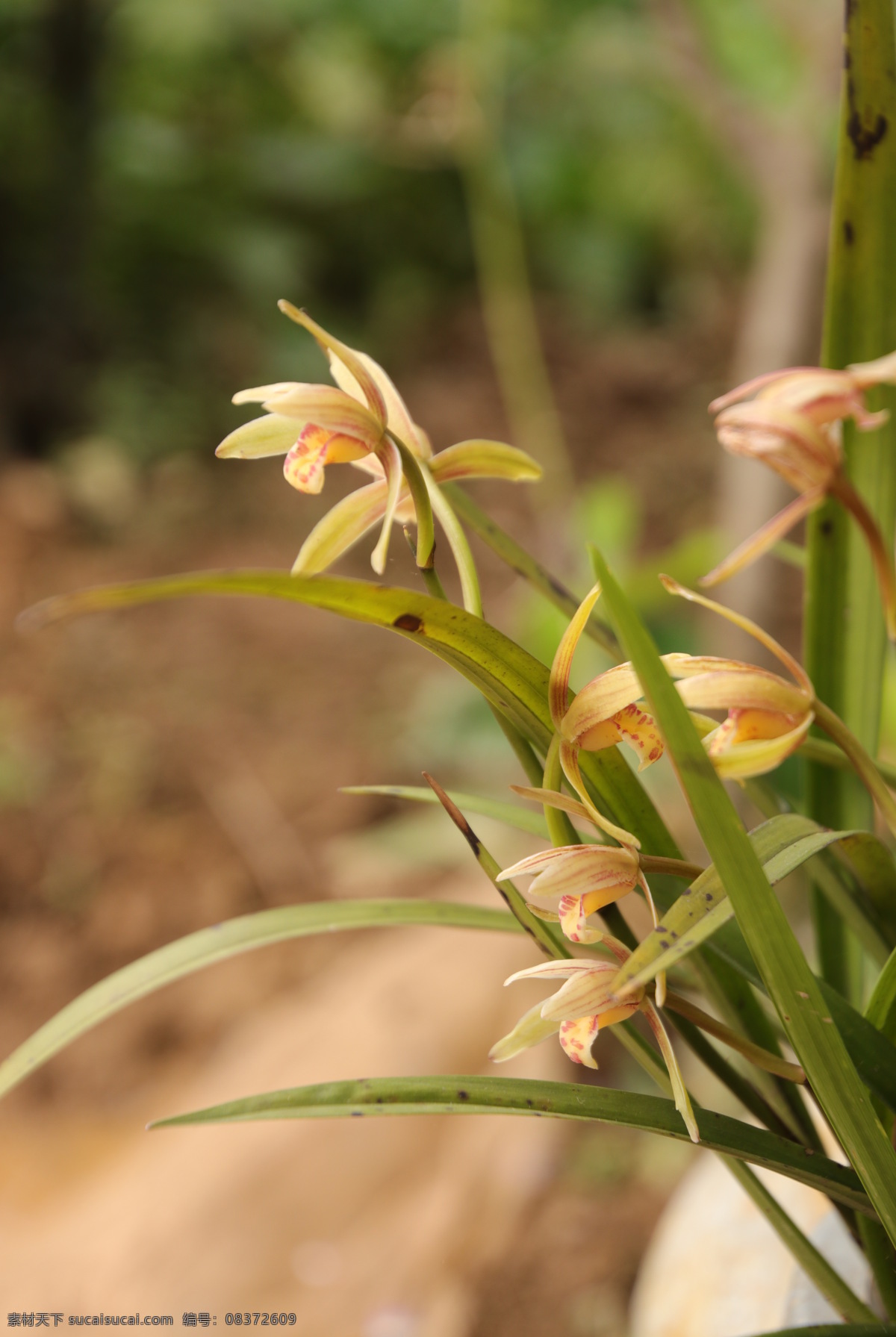兰花 夏兰 兰草 名兰 素兰 惠兰 一朵兰花 生物世界 花草