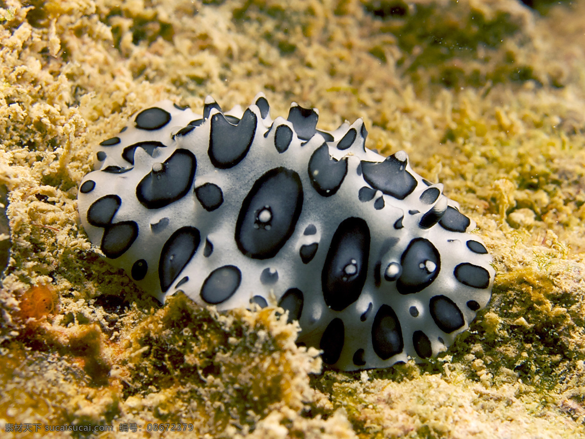 黑斑蛞蝓 海蛞蝓 海洋 海床 软体动物 斑点 黑白 突起 触角 海洋生物 生物世界
