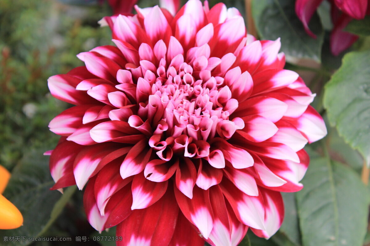 春天 红花 花 花草 花朵 生物世界 盛开 大丽花 植物 psd源文件