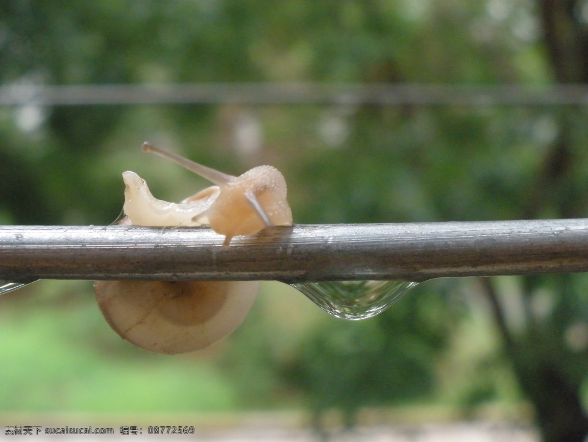 蜗牛 奋斗 昆虫 露水 努力 清晨 生物世界 爬行 艰难 不放弃
