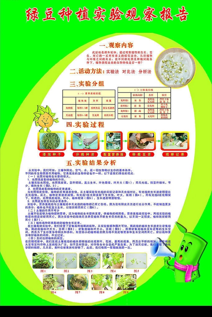 绿豆种植实验 绿豆 发芽 豆芽 生命力量 成果 矢量图库