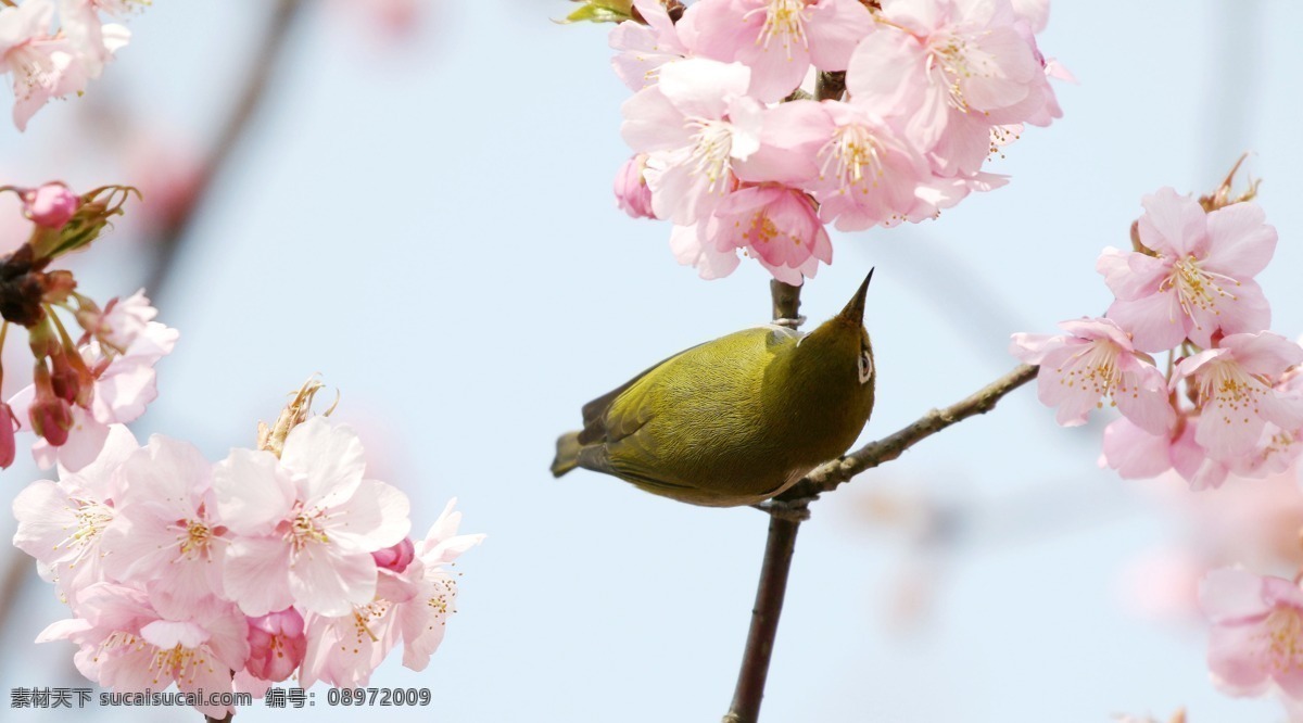 绣眼鸟 鸟语花香 小鸟 鸟类 飞鸟 樱花 动物 昆虫 禽类 生物世界