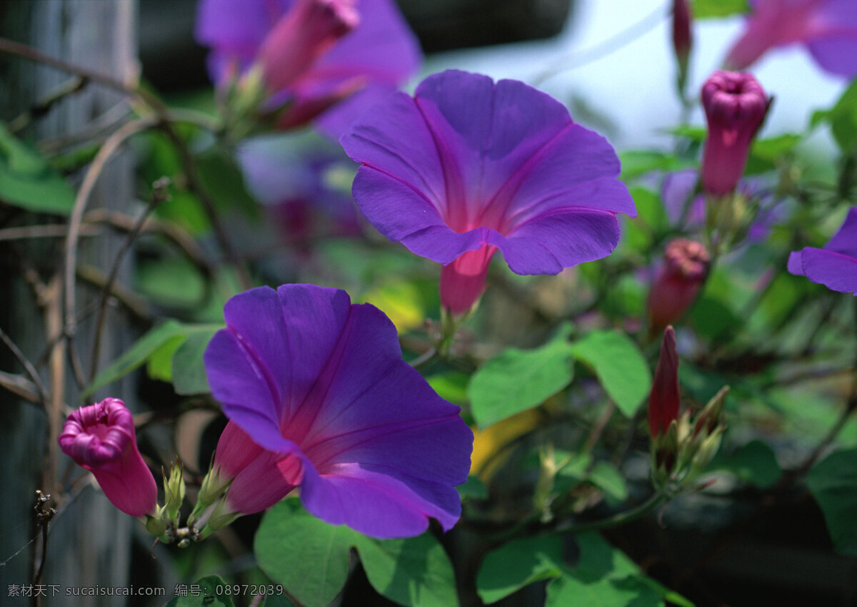 紫色牵牛花 牵牛花 花朵 花瓣 黄色鲜花 花语 花艺 园艺 生物世界 花草