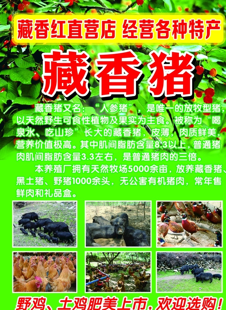 藏香猪宣传页 藏香猪土特产 自然 猪肉 黑猪 绿色 肉制品 野猪 猪 促销 活动 写真 绿色食品 人参猪 藏香猪简介 三折页 dm宣传 单 生态养殖 宣传单 3折页 藏香猪三折页 藏香猪3折页 藏香猪宣传 有机食品 养殖 有机肉 放心肉 养生 健康 藏 香猪肉功效 藏香猪六最 生活用品 生活百科 广告宣传 dm dm宣传单