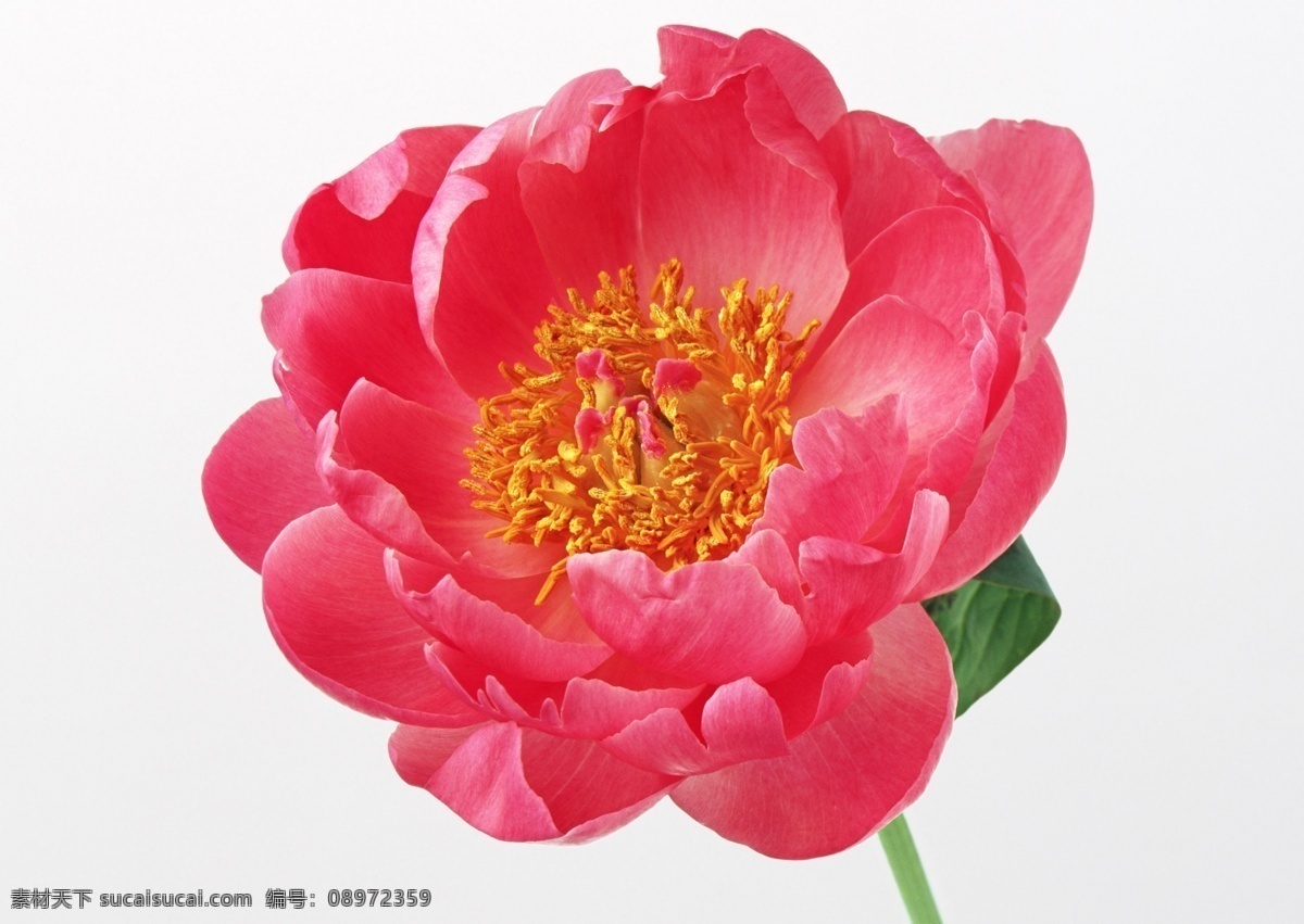 红花 红花素材 大红花 荷花 粉色花 粉花 花蕊 分层