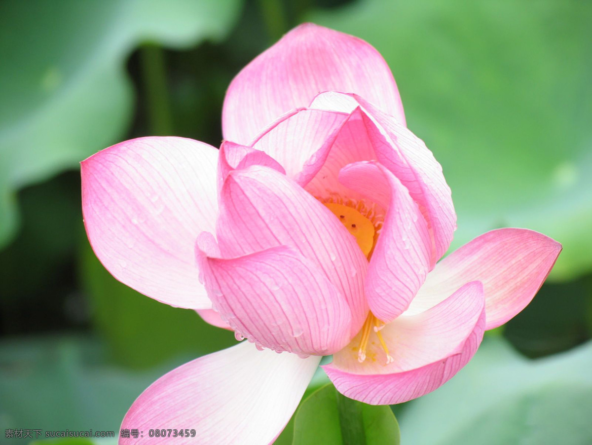 荷花免费下载 出水芙蓉 荷花 花瓣 花朵 花卉 花蕊 开放 莲花 莲藕 其他生物 盛开 鲜花 摄影图 生物世界