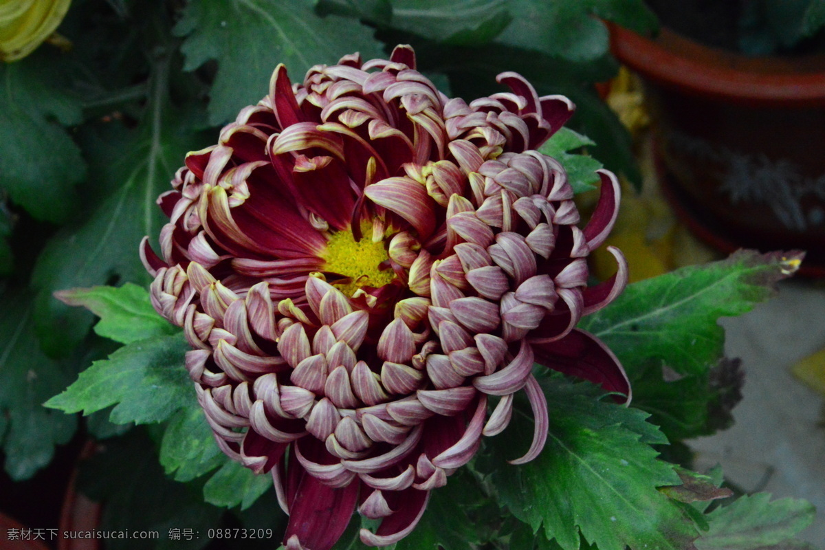 园林美景 黄华 秋菊 菊科花卉 花卉 花朵 花瓣 草花 绿化景观 植物 花儿 花蕊 观赏花卉 菊菊花 生物世界 花草