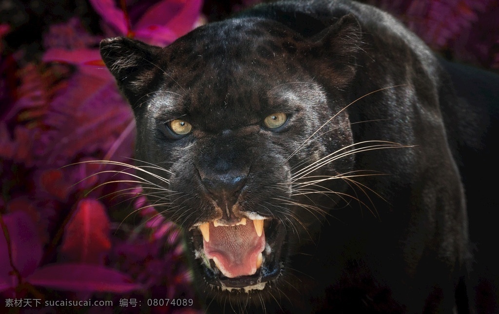 美洲豹 豹子特写 花豹 金钱豹 猎豹 非洲豹 动物 生物世界 野生动物