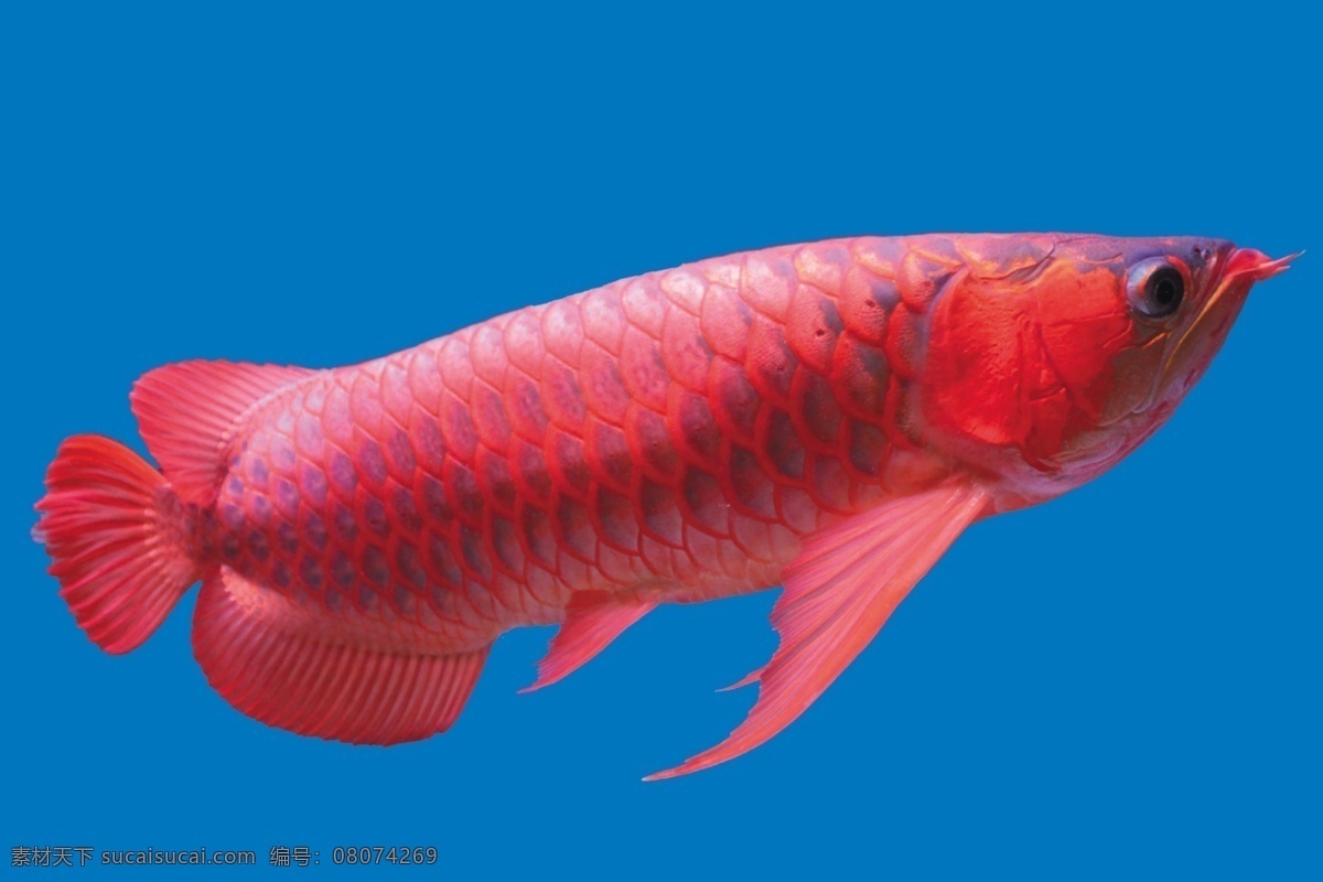 红龙 水族馆 九龙戏珠 鱼缸背景 精品龙鱼 室外广告设计