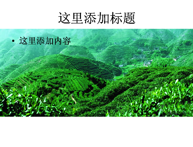 茶山高清 风景 自然风景 模板 范文