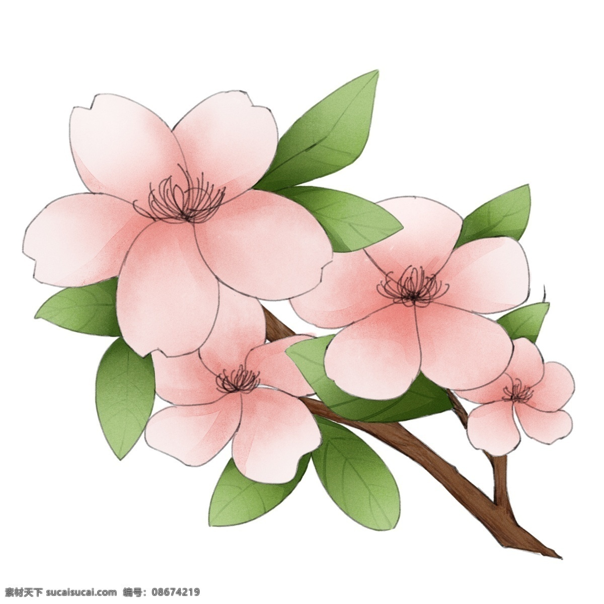 盛开 樱花 花朵 插画 粉色花朵 鲜花 花卉 植物 红色樱花 盛开的樱花 黄色花蕊 粉色花瓣