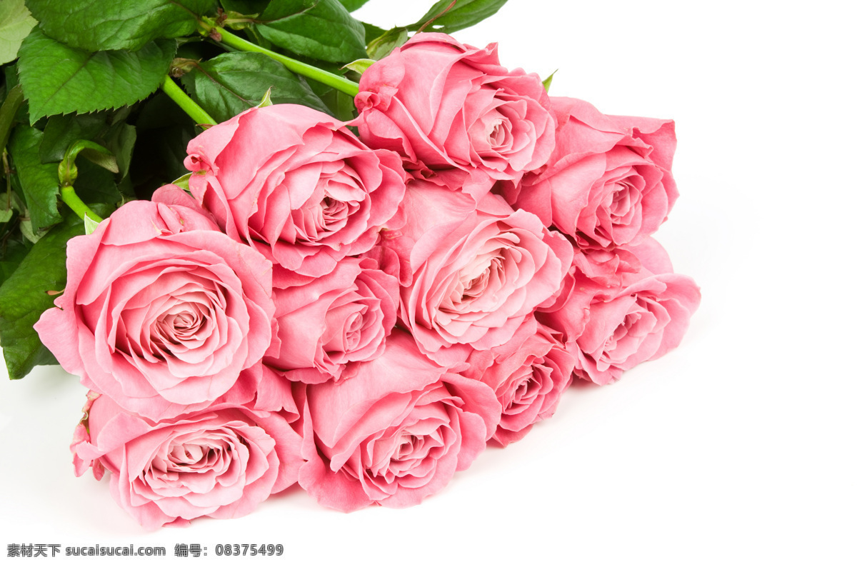 玫瑰花 粉红玫瑰 美丽鲜花 花卉 花朵 情人节 浪漫 花束 花草树木 生物世界 白色