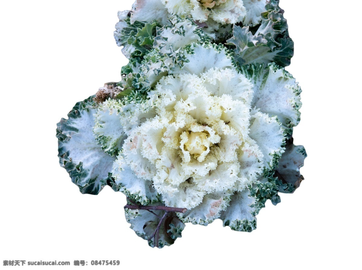美丽 好看 漂亮 花朵 春花 烂漫 芳香 四溢 花枝招展 娇媚 鲜艳 浪漫 娇娆 婀娜多姿 花香袭人 绚丽多彩 娇巧迷人 孤芳自赏