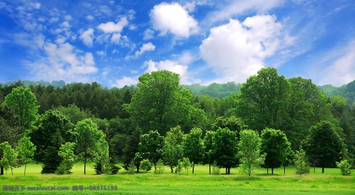 树林 自然 唯美 壁纸 高清 宽屏 田园 风景 蓝天 白云 森林 树木 野草 草坪 远山 自然风景 自然景观