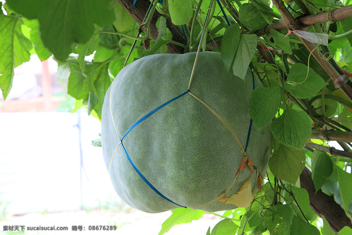 冬瓜 果实 生物世界 蔬菜 冬瓜架 冬瓜果实 风景 生活 旅游餐饮