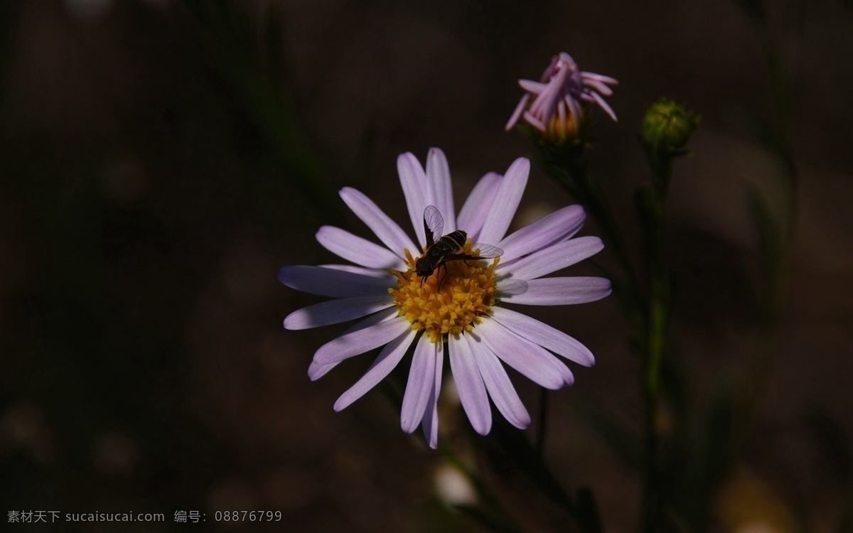 紫色小雏菊