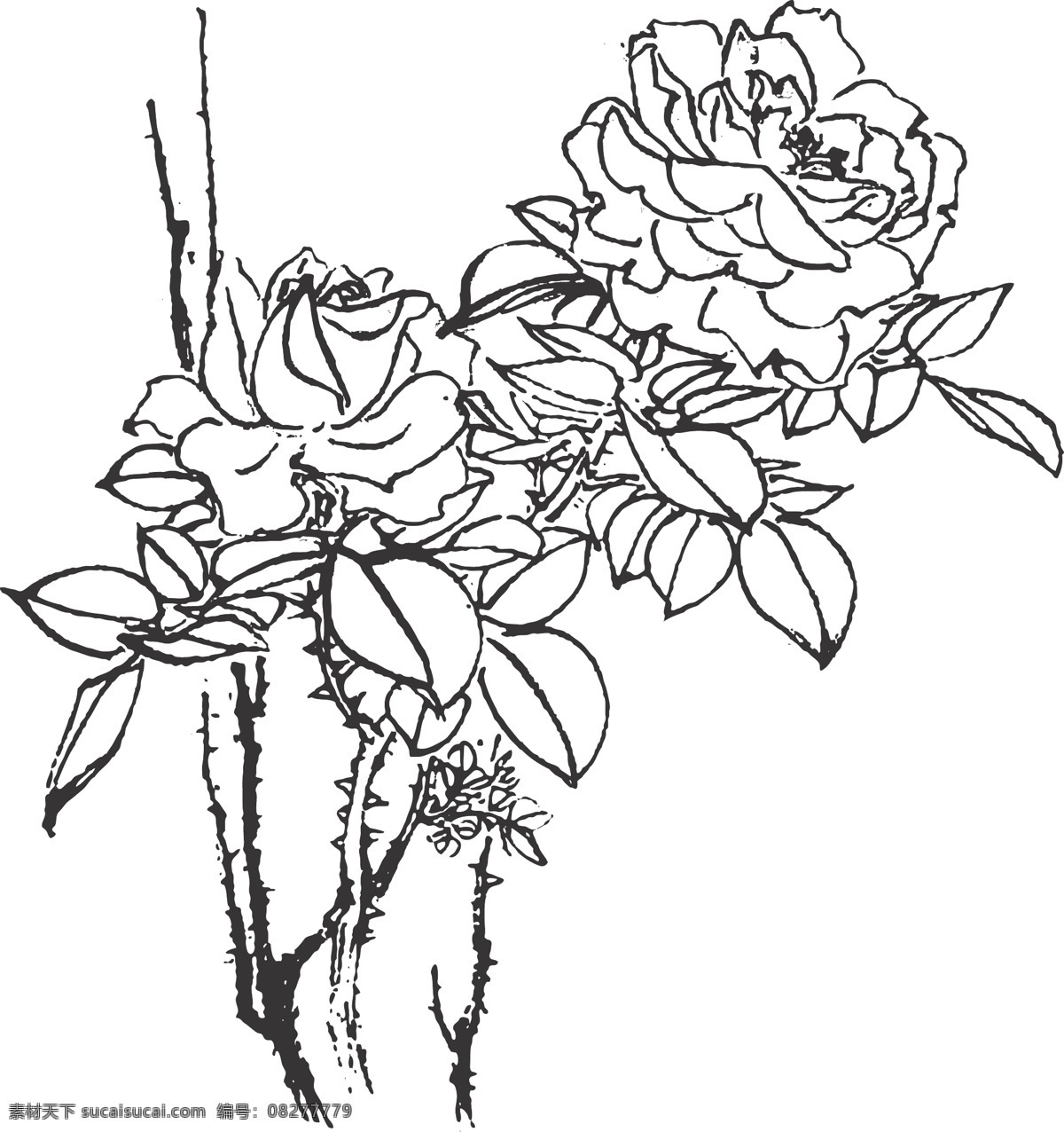 植物 观赏 线条 矢量 装饰 插画 白描 花卉白描图 文化艺术 传统文化