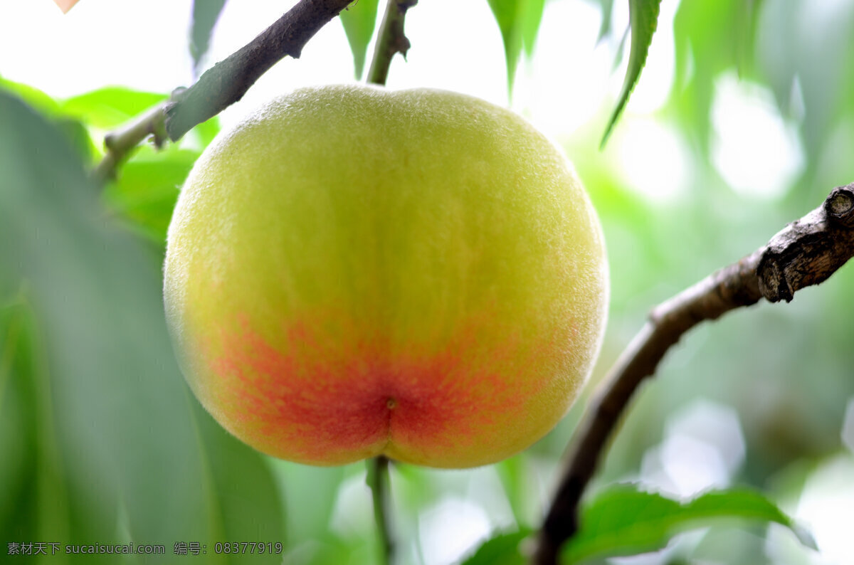 水果 桃子 水蜜桃 阳山水蜜桃 桃 树上的桃子 原创水果摄影 生物世界 白色