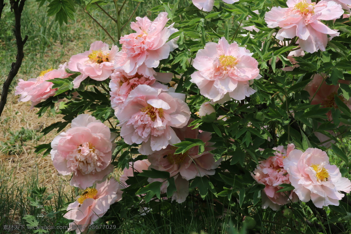 牡丹花 牡丹 观赏花卉 鼠姑 木芍药 百雨金 洛阳花 花朵 花瓣 花蕊 花卉 花儿 花草 植物 园林绿化 绿化景观 芍药牡丹 生物世界