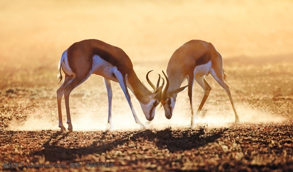 羚羊打架 羚羊 打架 动物打架 争夺配偶 大羚羊 非洲动物 非洲草原 野生动物 发情期动物 生物世界