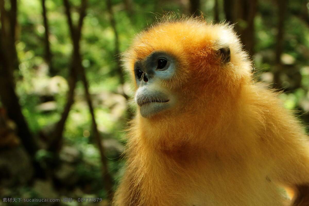 金丝猴 猴子 野生动物 灵长类动物 哺乳动物 动物 飞鸟 昆虫 禽类 生物世界