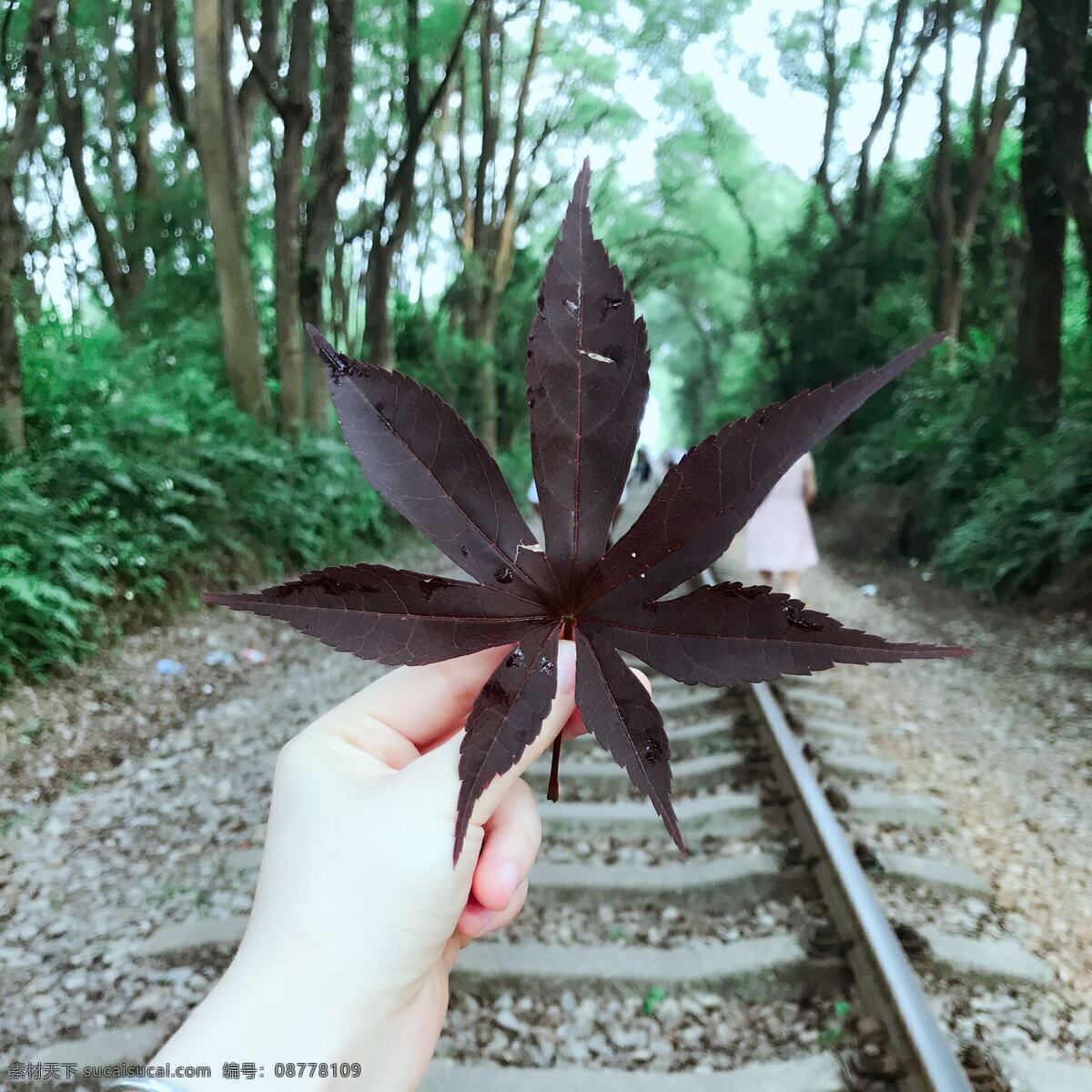 铁路 枫叶 时光隧道 最美的铁路 森林 自然景观 自然风景