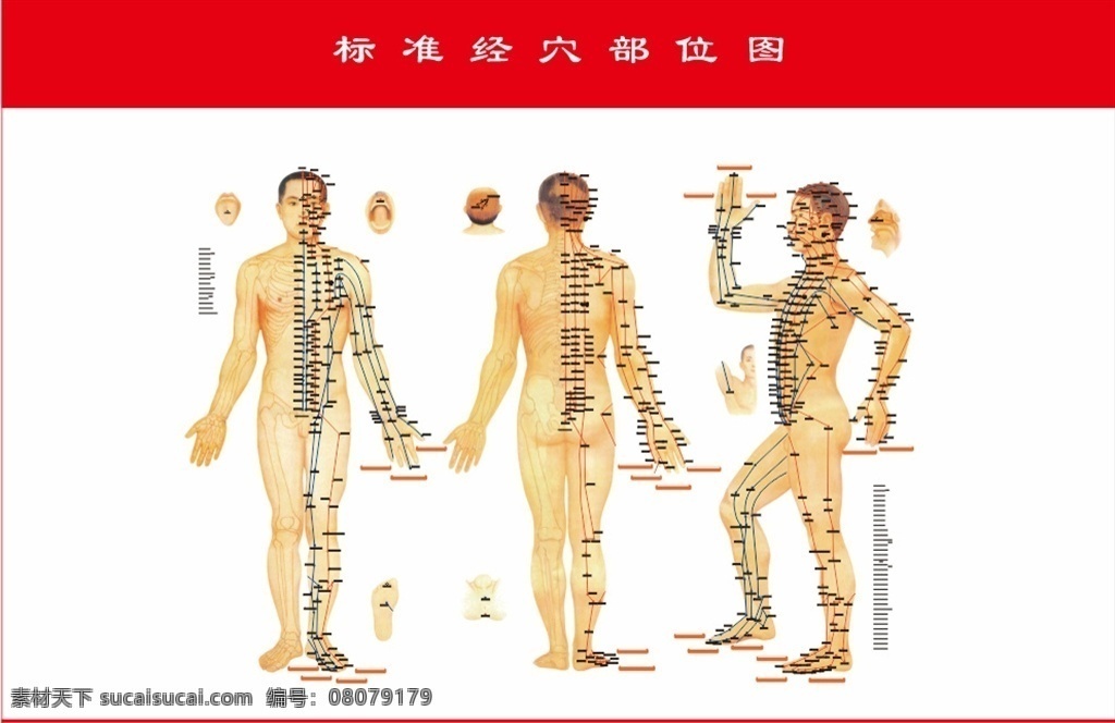 国家标准 穴 国家标准经穴 部位图 高清大图 穴位图 经脉图 经诺图 经络图 中医挂画 室外广告设计