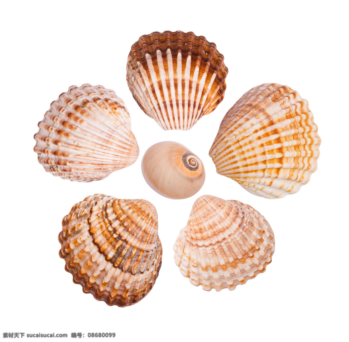 贝壳集合 贝壳设计 贝壳背面 贝壳俯视图 贝壳鸟瞰图 图标标签标志 生物世界 海洋生物